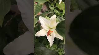 Fragrant White Oriental Lily From Codymama’s Garden