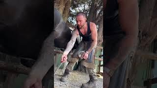 Shoeing hairy Rosie ! #farrierlife #oddlysatisfying #horse #asmr