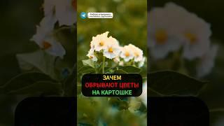 Срочно ОБОРВИТЕ ЦВЕТЫ На Картошке, Если Хотите БОГАТЫЙ УРОЖАЙ #огород #дача #картошка #урожай #сад