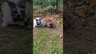 Bunny Diary: happy family  #lionheadrabbit #rabbit #bunny #lionheadrabbit #bunny #rabbit