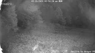 Ghost Deer