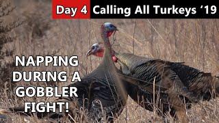 Wake Up! It's A Gobbler Fight! - Public Land Turkey Hunting - Calling All Turkeys