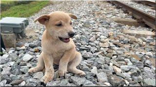 Lost puppy on train tracks, adopted and can't stop jumping for joy