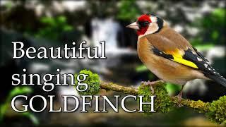 Beautiful singing GOLDFINCH - Красивое пение ЩЕГЛА