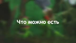 Секреты Лунтика - ФАКТЫ!
