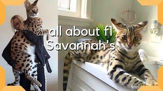 Savannah Cat : The Most Expensive Pet in the world / Largest cat breed F1 Savannah savannah-cats.com