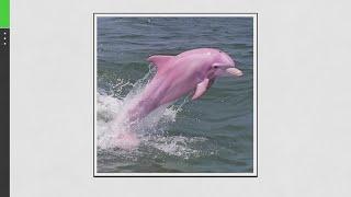 Are the photos of pink dolphins in North Carolina real? VERIFY