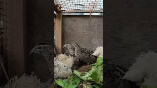 Peaceful quails eating time interrupted by a lion roar ️