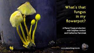 What's that fungus in my flowerpot? Featuring Stephen Axford and his time-lapses