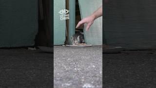 Kitten Snatchin' 4 Cute Tiny Kittens!