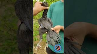 black skin female #shortsvideo #shortsviral #viralvideo #bhupesh aseel