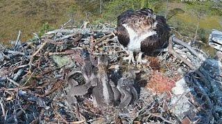 Big chick show who is boss in nest | #4 Sääksilive (Osprey Cam) Jun 17, 2025