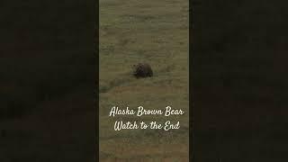 Alaska Brown Bear Hunt