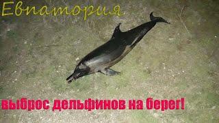 Евпатория (Рядом), ВЫБРОС ДЕЛЬФИНОВ НА БЕРЕГ!/ Yevpatoriya, DOLPHINS ON THE SHORE! 02.04.2022