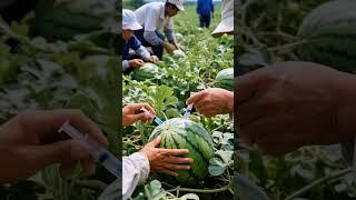 What are they injecting into loofah?#fruit #farming#farm #nature #shorts