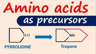 Amino acids as precursors for alkaloids