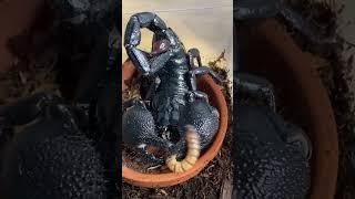 emperor scorpion feeding time  #shorts