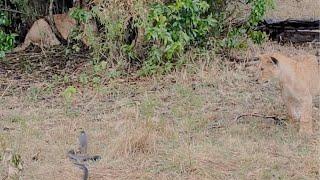 Lion pride doesn't see the cobra snake coming