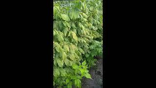 Летняя обрезка малины - 1. Полка и полана второгодка.