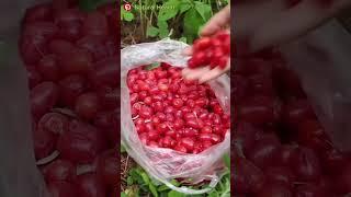  Discover the Benefits of Tiny Red Fruits: Nature's Powerhouse for Your Health! ️