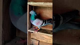 #pigeon #pigeonlove #video #hindi #happy #ps4 #pokemon #love