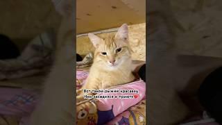 Санкт-Петербург #cat #котик #кот #shorts #рыжийкот #приют #хочудомой #брошенныекоты #помощьбездомным