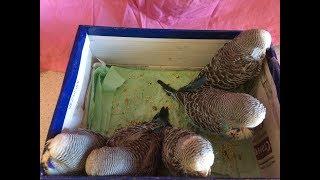 Птенцы Выставочных волнистых попугаев подросли. Chicks Exhibition budgies have grown up