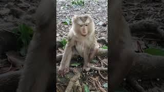 Pregnant monkey nearly give birth #luno #monkey #babyjody #newbornbaby #luna #animals #jenifer