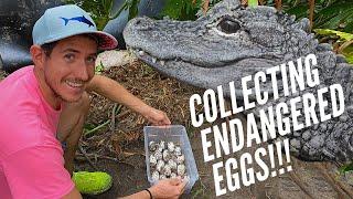 Collecting CRITICALLY ENDANGERED Chinese Alligator Eggs!!