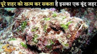ये है दुनिया की सबसे जहरीली मछली | Stonefish in hindi | Most poisonous fish in the world