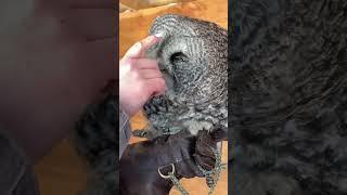 Owl love