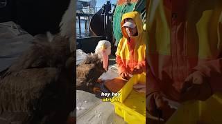 Fisherman Feeds Bald Eagle in Exchange for Friendship #animals