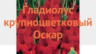 Гладиолус крупноцветковый Оскар (gladiolus)  Оскар обзор: как сажать, луковицы гладиолуса Оскар