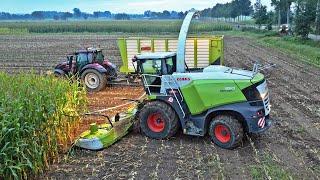 Mais Silage 2024 | Claas Jaguar 950 + Valtra | Dreierink