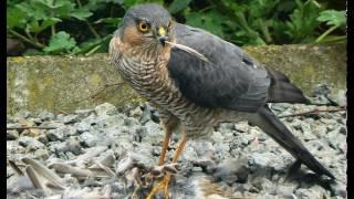 Sperber Ruf (Accipiter nisus)