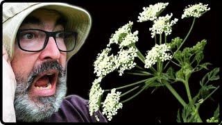 Poison Hemlock Alert! How to Safely Control Flowering Hemlock️