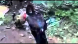 big rooster vs small  rooster