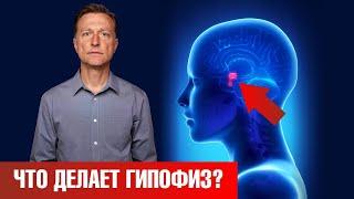 Что такое гипофиз? Важнейшие функции гипофиза в организме