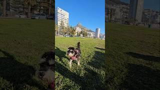 Miniature Schnauzer Running on Beachfront