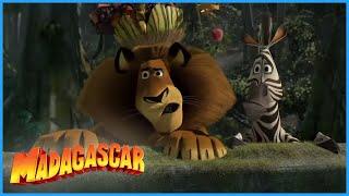 DreamWorks Madagascar | Alex and Marty Best Friends Compilation | Madagascar Funny Scenes