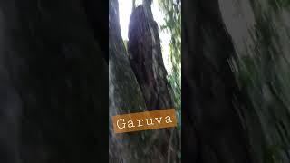 GARUVA CINNAMON TREE- atlantic forest