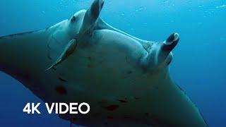 Manta Ray Gets a Spring Clean | 4KUHD | Japan: Earth's Enchanted Islands | BBC Earth