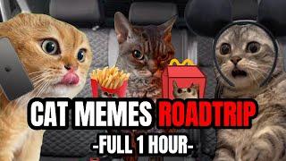 CAT MEMES: ONE HOUR OF ULTIMATE CAT MEMES ROADTRIP