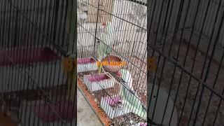 Enjoy Raw parrot #birds #birdsounds #albaino #canarysinging #birdslover #rawfood #cute