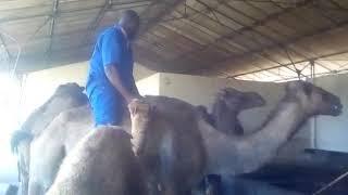Ingamiya ni inyamanswa zikunda abantu kandi zifite ubwenge kandi kurubu tuzorora hano i wacu.