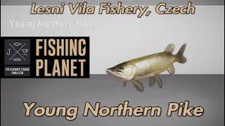 Young Northern Pike Lesni Vila Fishery Czech Fishing Planet Guide