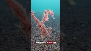 #Seahorses: The Slowest Swimmers of the Sea!