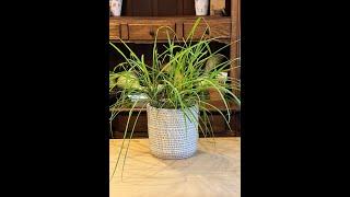 Lemon grass back in stock!  A fragrant citrusy herb you can grow indoors. #herbs #lemongrass