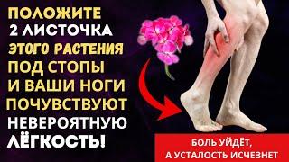 Ноги сразу перестанут болеть и уставать!Просто положите в носки 2 листа этого растения