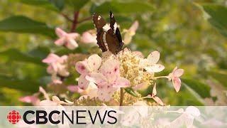 How far did your bouquet travel? Demand for local flowers is growing, florists say